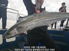 [경주] 대삼치 이제야 들어와 있어요ㅡ내일부터 출항 가능!