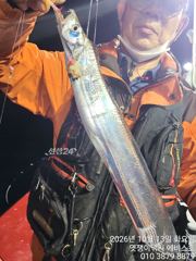 은빛 돼지 갈치 연일 축제 오늘 자리 여유