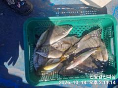 [마산] 진동강인호 13일조황 내일출조합니다