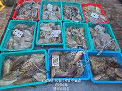 10월14일 갑오징어 조황! 목금 갑오징어 출항확정! 자리많아요~^^