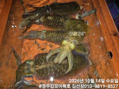 먹물 무늬오징어 만나고 입항했습니다.