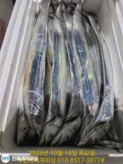 내만칼치ㅡ마트용 씨알급으로 손맛좋고 쿨러가득(오늘예약가능