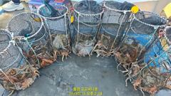 [통영] (문어)600~800g 키로 포함 전원 두 자릿수~고고써니호(1…