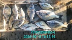 [부산] 가덕천성진양 오늘조항 45-46-48- 마리수 조항 대박 202…