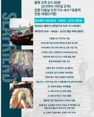 실시간 동영상...갈치들이 쏟아집니다..초저녁부터 폭발적인 입질..밥먹을 시간도 없습니다..내일자리여유