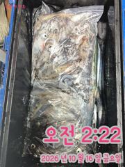 화, 수, 목 무늬&문어 짬낚시 출조합니다.