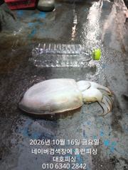 군산 대호피싱 16일 갑오징어 나왔습니다 싸이즈가 엄청 나네요