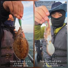 16일, 군산 쭈,갑~오전에 잘 나오고 있어요~ 실시간~~내일도 갑니다~군산낚시프라자 포세이돈 2호