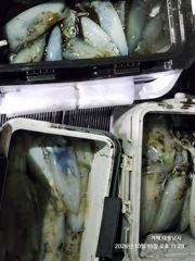 [거제] (무늬오징어)팁런 탈 내만 사이즈 대박손맛~대동낚시(18일 예약…