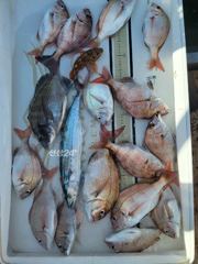 [통영] 어초감성돔....