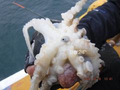 16일 최저가대왕쭈 초대박 224수가대왕쭈장원..이제는고흥권 대왕쭈 사냥으로.....