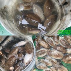 [쭈꾸미/갑오징어] 10월 15일 갑오징어 조황 입니다.~