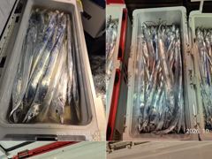 10.16 [경주] 금욜 오전 대삼치 중삼치 최종 입항 조황