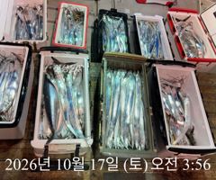 [ 갈치 텐빈 텐야 ] 갈치 터진거 아시죠?