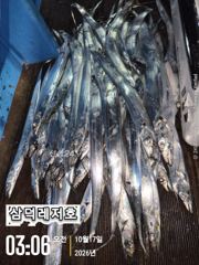 [팁런] k,k,.완전무시급들(오늘,출항확정,자리여유)