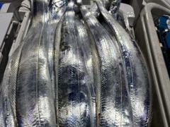 [진해] [내만갈치]씨알마릿엄청납니다!! 오늘예약가능~[준내만갈치]최고5…