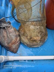 (돌문어) 1등 34수, 2등 27수, 3등 24수, 4등 21수, k오바 9수 10월 15일 조황