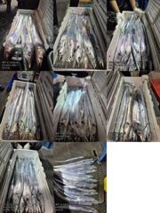 [[제주 뉴그린호(1호) 10월 16일 야간갈치 조황]]