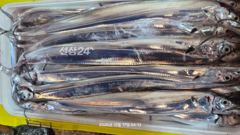10월 16일(금) 갈치 조황