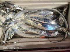 [진해] (王갈치)회사 독배팀 전원 손맛 3지 전후 피딩~수달호(오늘 내…