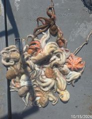야간돌문어k급중치급장원22수외살림망묵~직