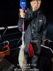 16일 키로급!!!!1.8kg 무늬오징어히트!!! 키로를향해 팁…