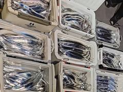 [진해] 내만갈치 美친..씨알깡패! 대빵구리 퍽퍽퍽!(예약가능)