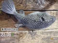[통영] 통영나이스피싱!!!터졓다 대마골창 4~5지들이주렁주렁 자리여있을…