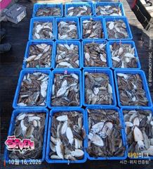 ◆ 깊은 수심에서 꾸준한 입질! ◆ 군산 뉴세븐호 10월 16일 주간 갑오징어 조황