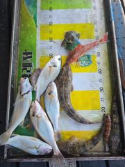 [통영] [곤리 풍화 궁항] 궁항레저 10월 17일 조황입니다