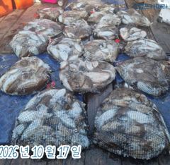 <뉴오리온호> 갑오징어 종일 마무리 조황(17일)-즐낚하고 입항했습니다