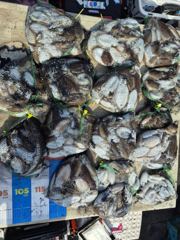 10/17 격포 남부스타호 갑오징어 조황입니다~!!!!