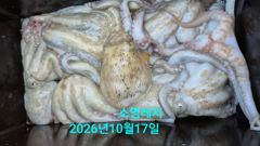 [통영] 사이즈좋은 문어들..