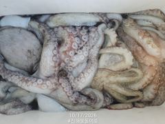 돌문어 1700g1500g외 대물들외 중치급 조황.. ( 내일예약가능 )