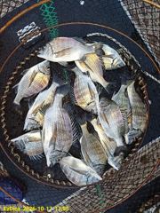[사천] 삼천포 감성돔 (쭈꾸미)