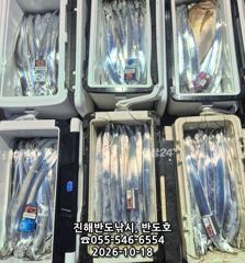 18일,내만갈치 담배갑사이즈에 대물 참돔까지,오늘출항(월,화~예약가능)