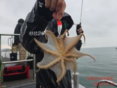 오늘도 덩치좋은 쭈꾸미가 펄펄 날아다닙니다.황금물때가 계속됩니다…