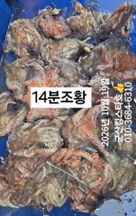 군산킹스타호(10/19) 14분조사님 문어 마무리 굿~~조황(두족류낚시는 군산킹스타호에서~