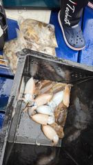 10월19일 주꾸미 다녀 왔습니다