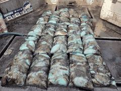 [먹물] ♡갑.쭈♡ 10월 19일 굿~! 조황~!^^