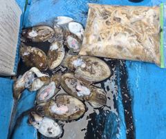 [쭈꾸미/갑오징어] 10/19_돌고래호조황###