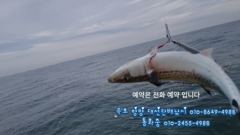 떼고기 구경하세요 속초 양양 대선단배낚시