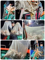 포항문어낚시 오늘화요일저녁5시 출조잡혀있습니다 모집중입니다