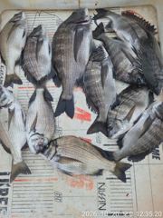 [고성] 리드호 10월20일 4짜 3짜 감성돔 조황입니다.