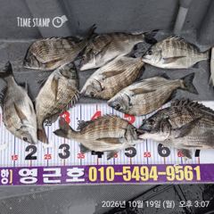 [마산] 진동 영근호 어제 감성돔 조황입니다