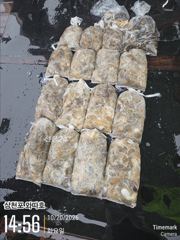 화요일 쭈꾸미 수중전에도 제법나왔습니다