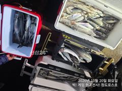 [경주] 10/20 오후 한타임 미터급 대삼치/대고시 쿨러조황! (수,목…