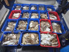 [금땡이호] 오천항금땡이호 10월20일 왕갑오징어 조황