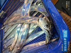＜＜통영 뉴명륜호 14인승＞＞ 大치들과 함께~ 大갈치 포인트 찾아 고고!!! (금욜 3자리, 일욜 자리여유)