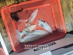 내만 갈치 출조 내일 자리여유많음 준내만 텐빈 3지급 갈치 ,한치 100수 대박 조황!!